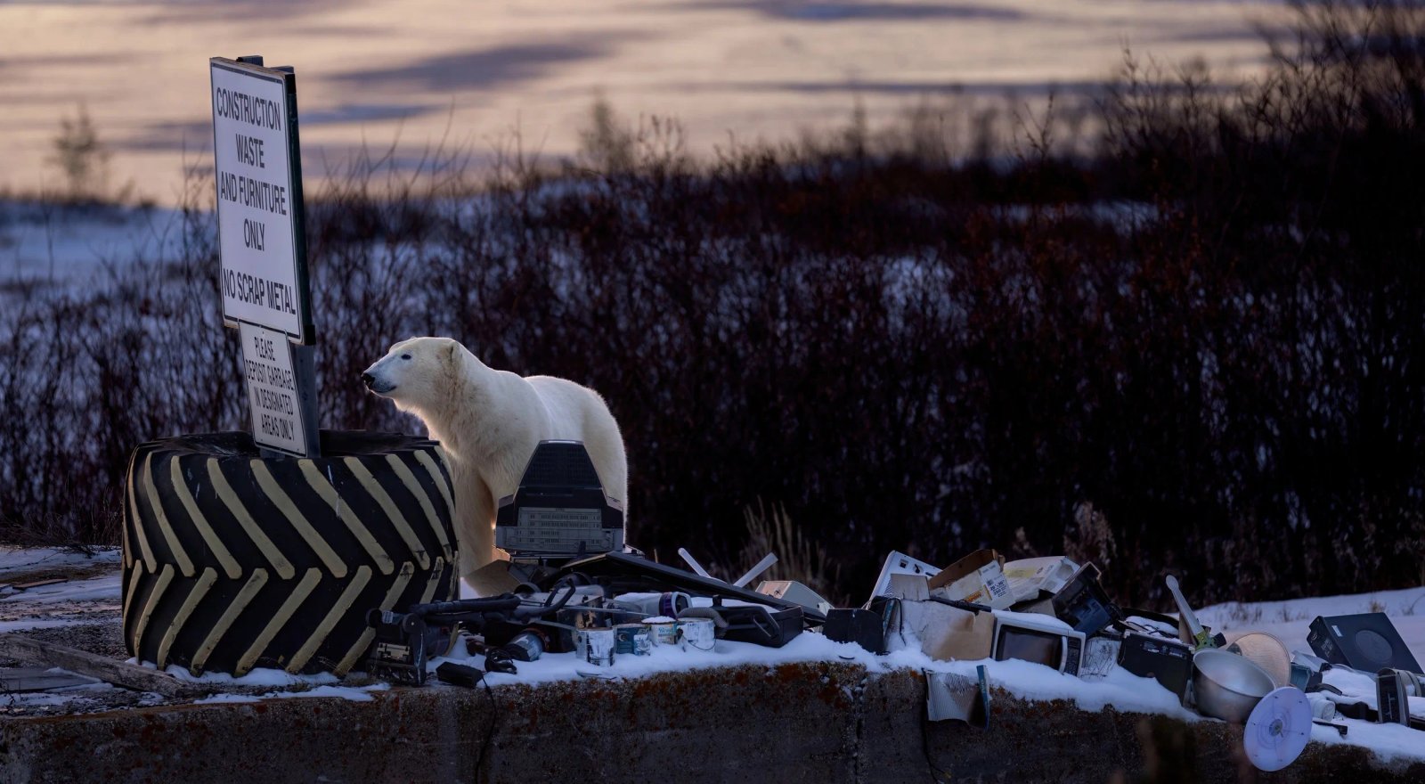 Polar bear